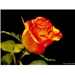kvet-365.jpg
Poet zobrazen: 3748 (6533.2885 dn) pr.=0.5737
Rozmr: 800 x 600 pixel
Velikost: 46.154 kB