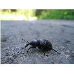 m144_4472.jpg
Poet zobrazen: 3447 (6529.5923 dn) pr.=0.5279
Rozmr: 1600 x 1200 pixel
Velikost: 404.579 kB