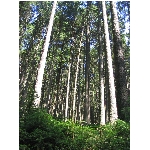 m145_4510.jpg
Poet zobrazen: 3777 (6529.8877 dn) pr.=0.5784
Rozmr: 1200 x 1600 pixel
Velikost: 990.47 kB