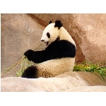 panda.jpg
Poet zobrazen: 3576 (6528.9145 dn) pr.=0.5477
Rozmr: 1024 x 768 pixel
Velikost: 92.758 kB