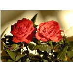 if-03176.jpg
Poet zobrazen: 3766 (6533.5616 dn) pr.=0.5764
Rozmr: 350 x 250 pixel
Velikost: 32.595 kB