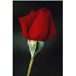rose6v.jpg
Poet zobrazen: 3666 (6533.5754 dn) pr.=0.5611
Rozmr: 256 x 384 pixel
Velikost: 5.997 kB