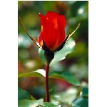rose7v.jpg
Poet zobrazen: 3480 (6533.5867 dn) pr.=0.5326
Rozmr: 256 x 384 pixel
Velikost: 10.813 kB