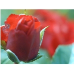 ruze.jpg
Poet zobrazen: 3677 (6533.5793 dn) pr.=0.5628
Rozmr: 900 x 675 pixel
Velikost: 46.621 kB