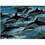 delfini.jpg
Poet zobrazen: 3127 (6524.4896 dn) pr.=0.4793
Rozmr: 1024 x 768 pixel
Velikost: 166.284 kB