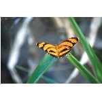 motyl.jpg
Poet zobrazen: 3399 (6526.7599 dn) pr.=0.5208
Rozmr: 1068 x 706 pixel
Velikost: 62.043 kB